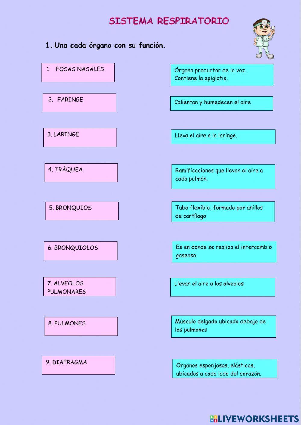Sistema respiratorio