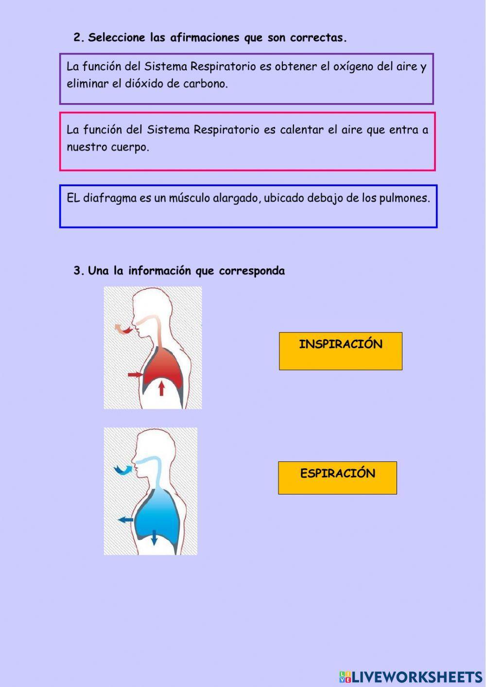 Sistema respiratorio