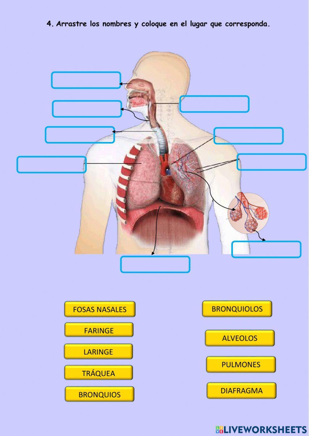 Sistema respiratorio