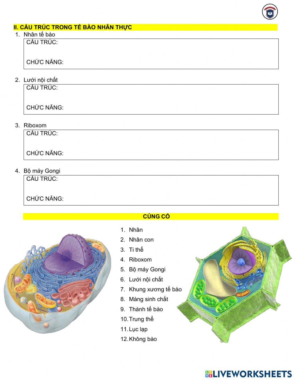 Tế bào nhân thực