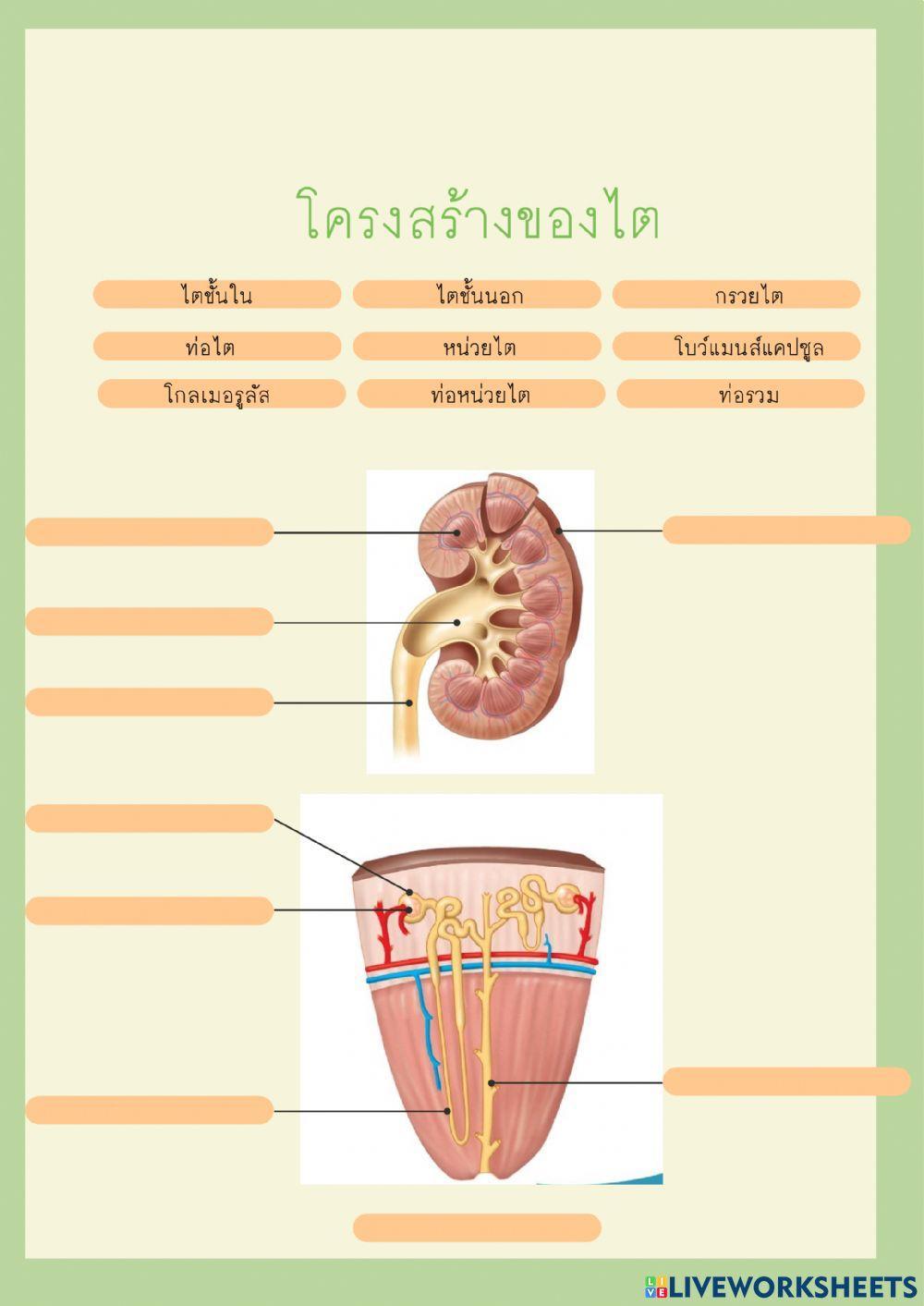 โครงสร้างของไต