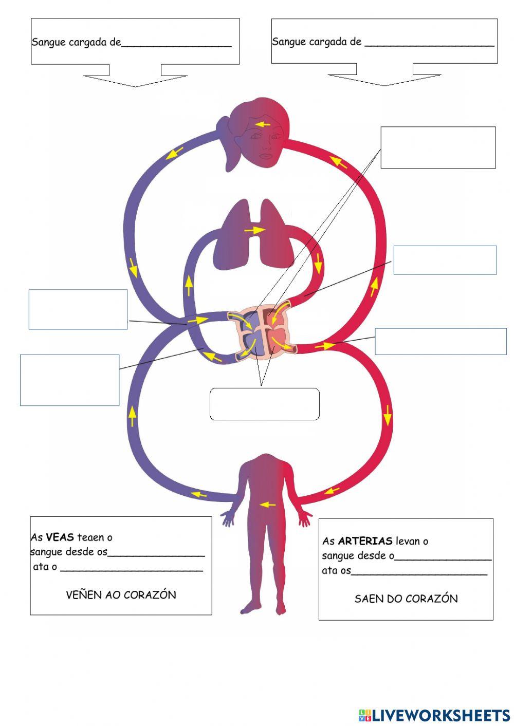 A circulación do sangue