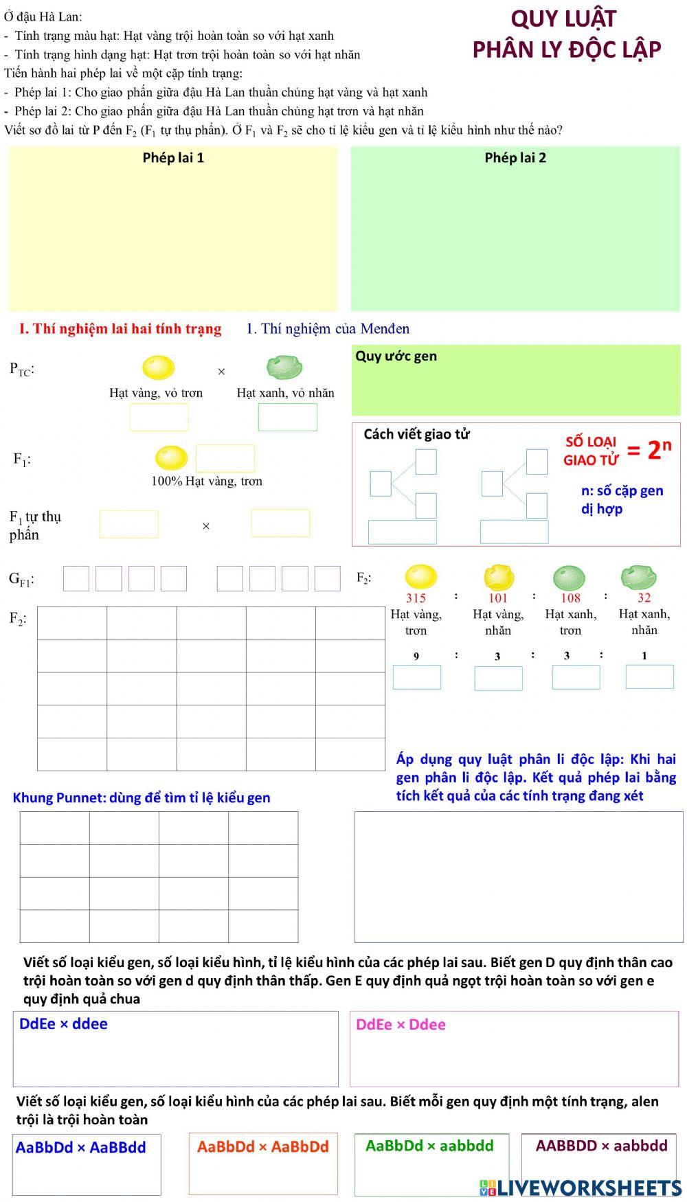 Quy luật phân ly độc lập