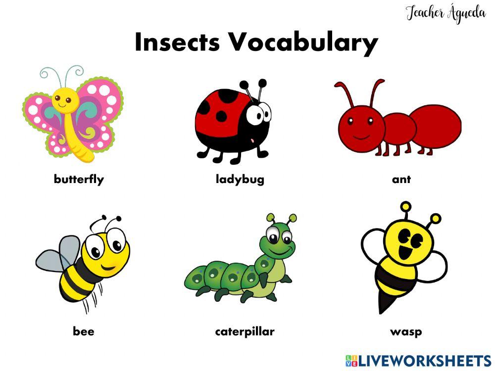 Insects Vocabulary