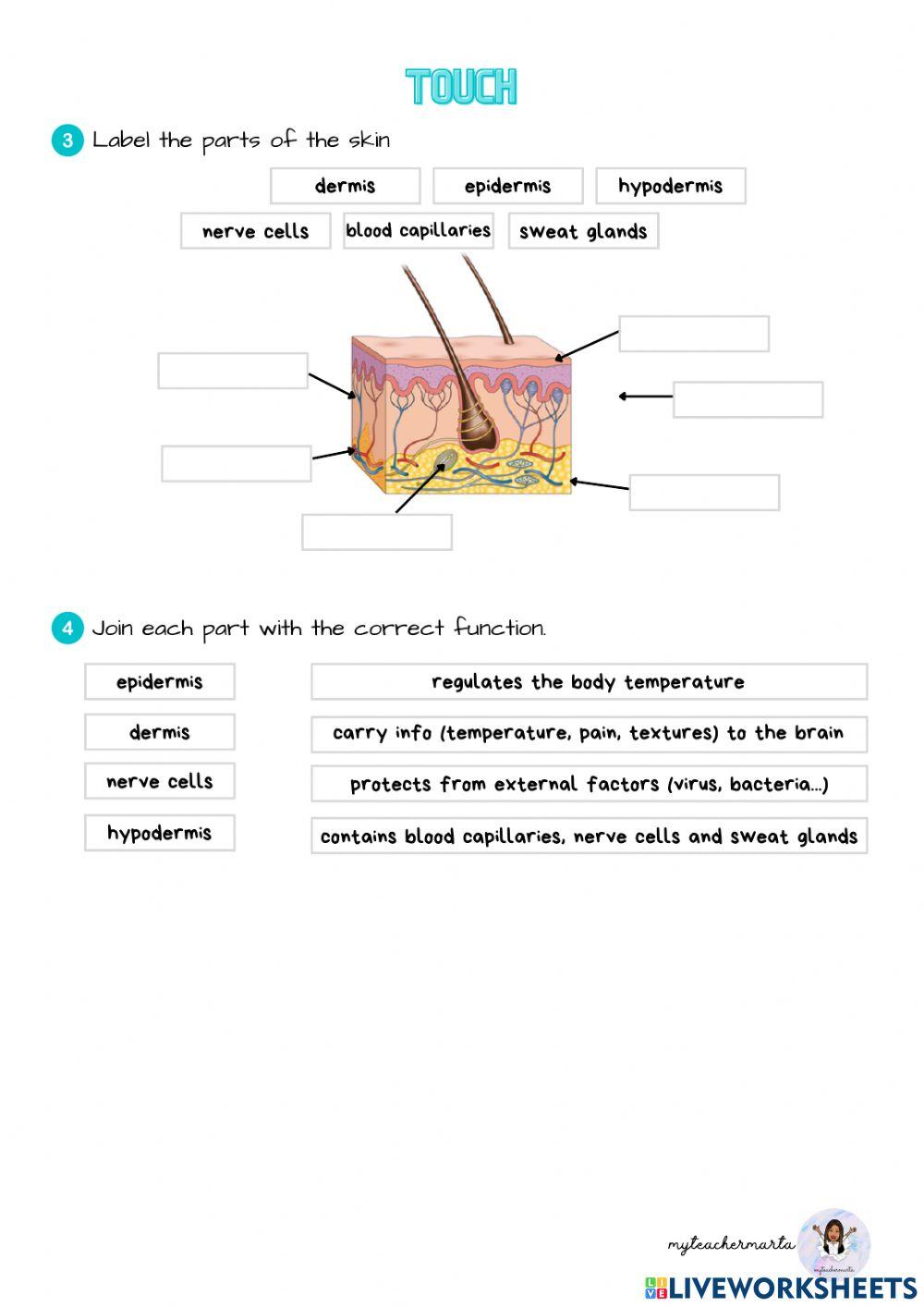 The senses and information (2)