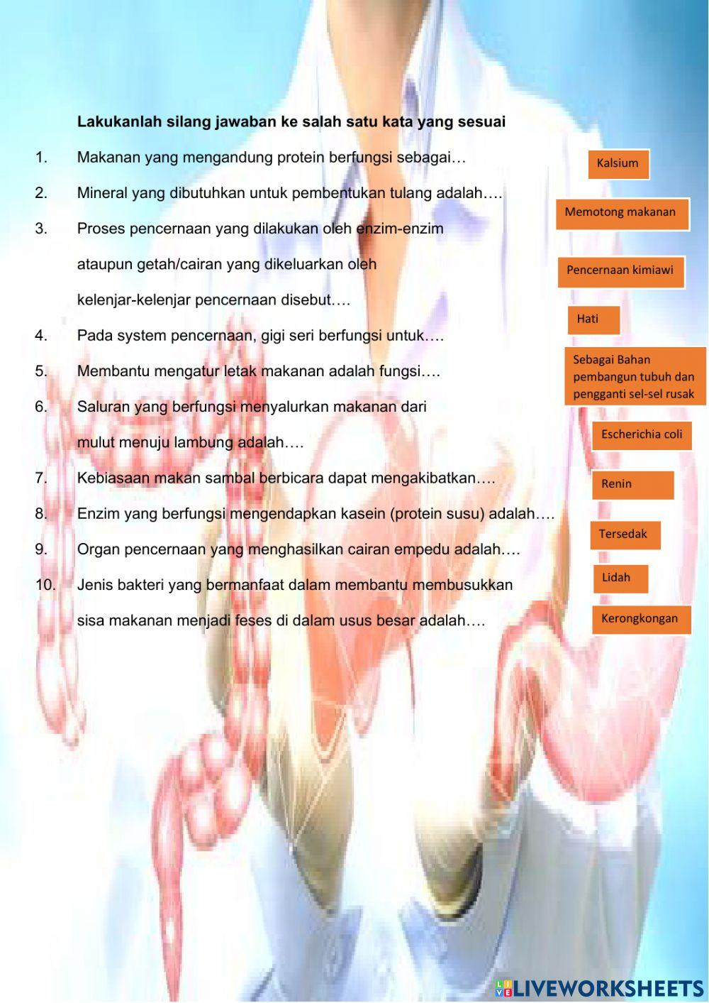 Sistem Pencernaan Makanan