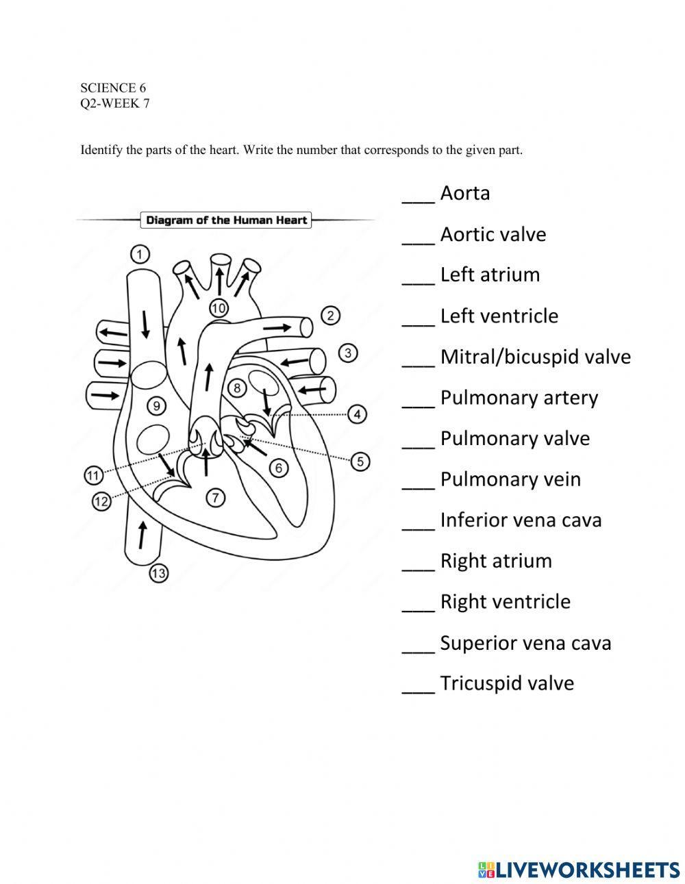Heart Diagram 1672756 Filomena811 Live Worksheets