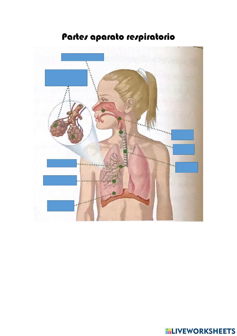 Partes del aparato respiratorio