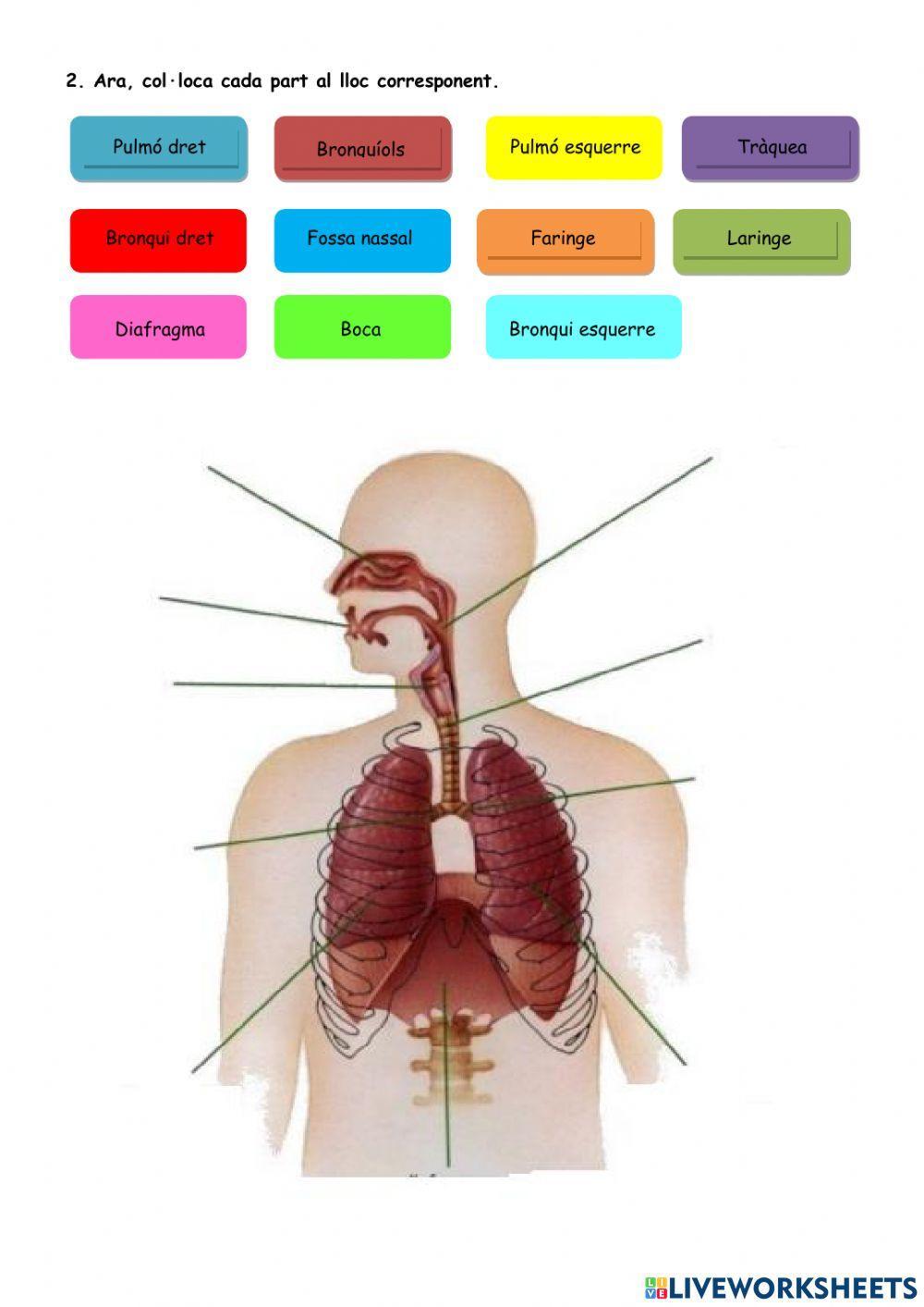 L'aparell respiratori