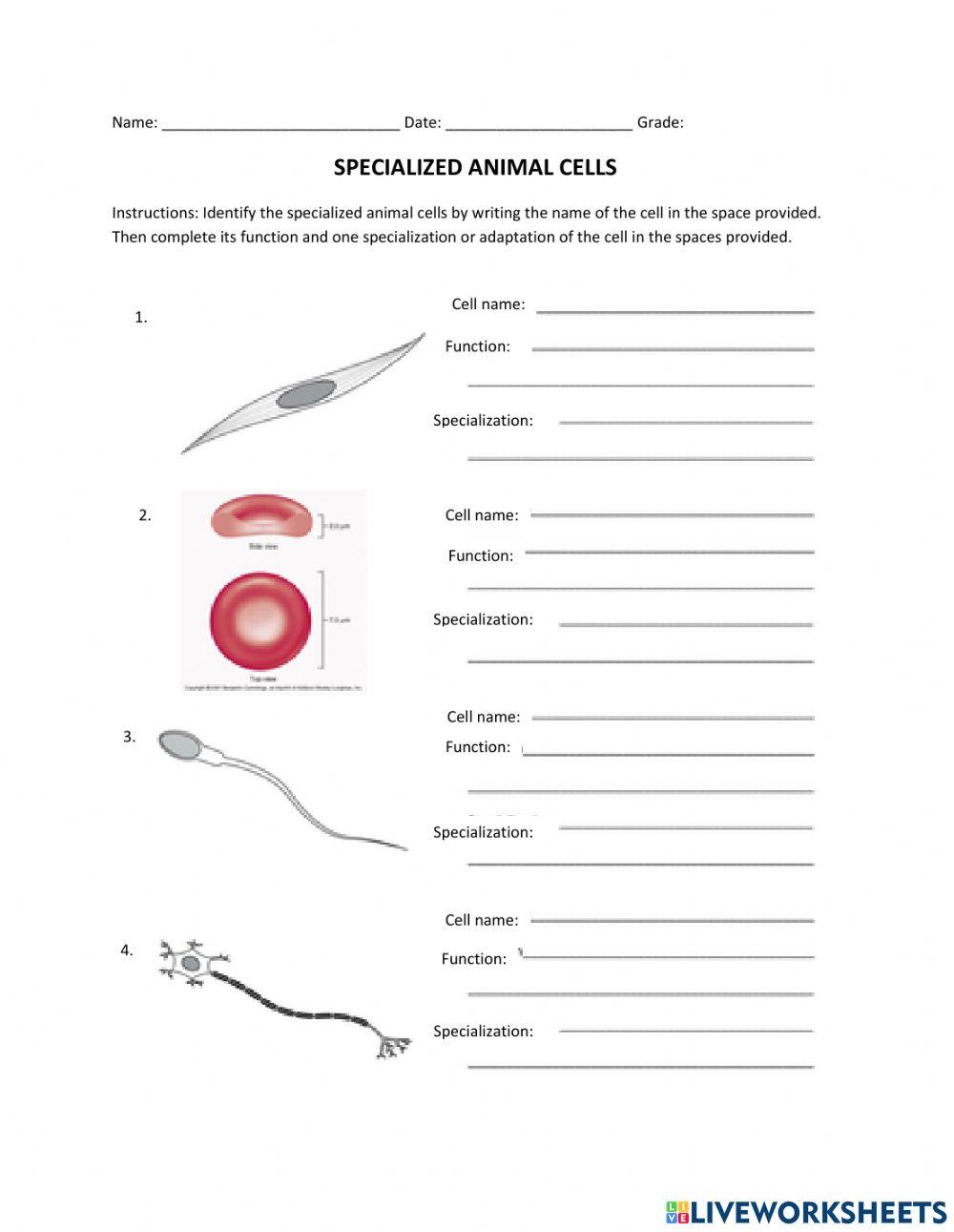 Specialized Animal Cell Worksheet 1