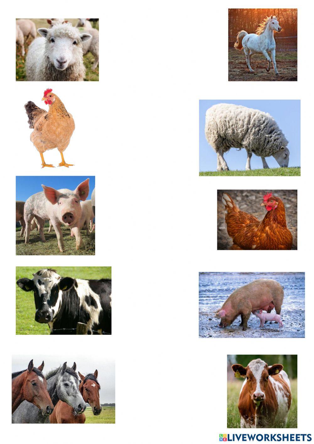 Animales granja