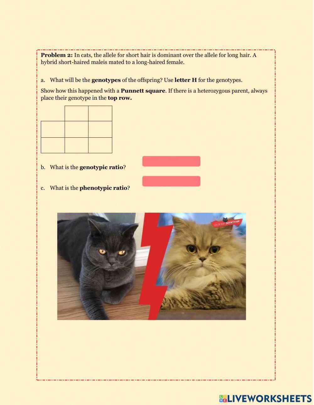 Genetics practice worksheet