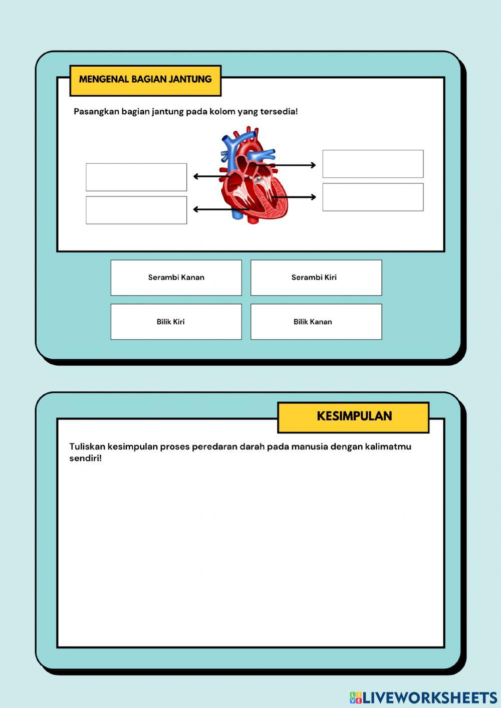 SISTEM PEREDARAN DARAH MANUSIA