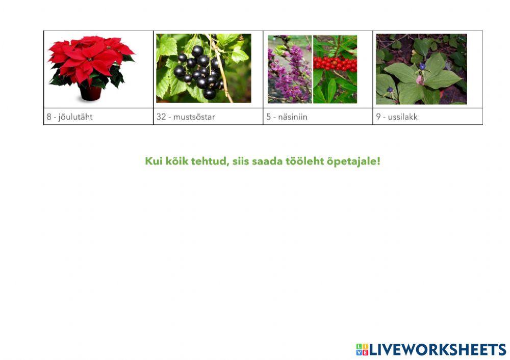 Maismaataimede kasvamine