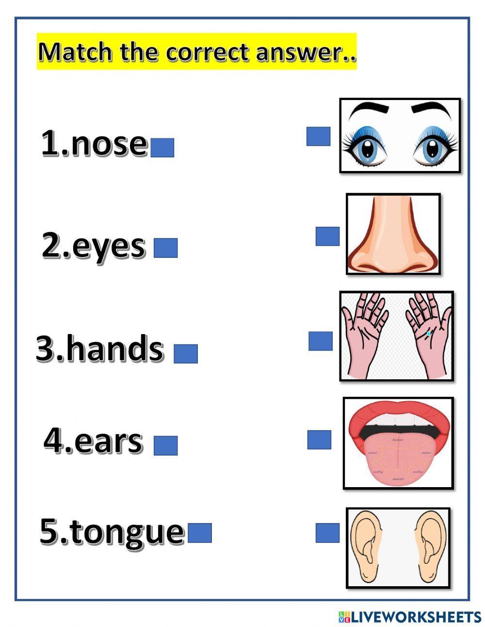 Organs and Senses