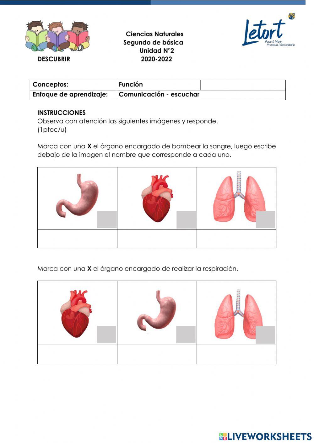 Orgabos internos cuerpo humano