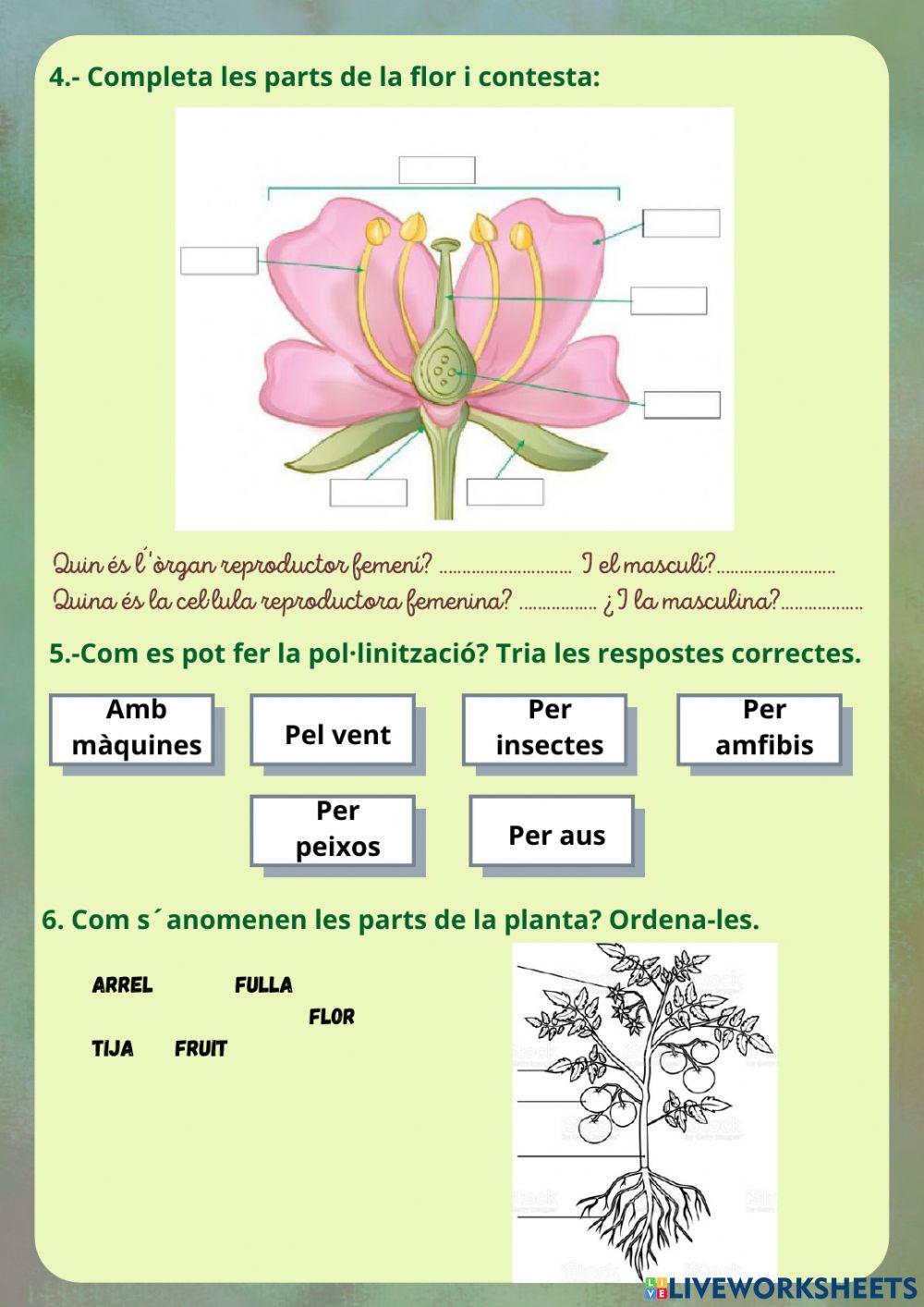 Les plantes