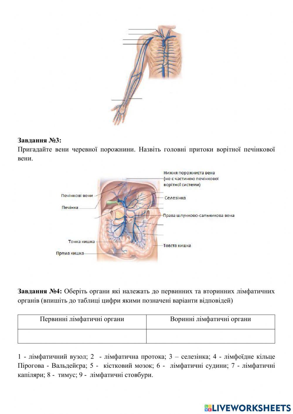Анатомія венозної системи