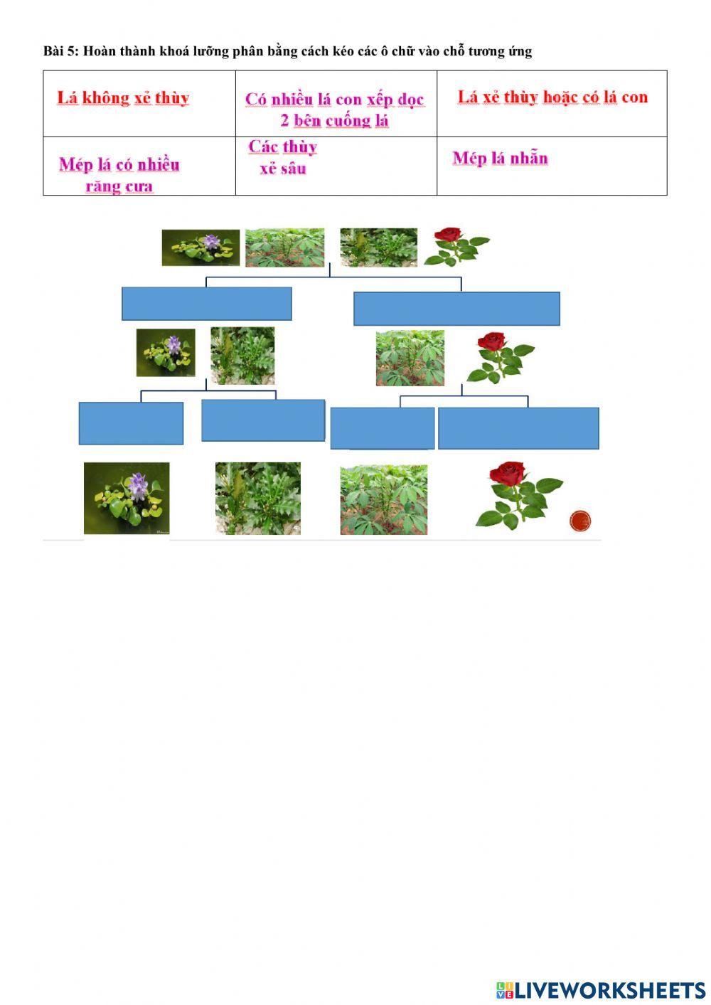 Ôn tập phân loại đọc tên
