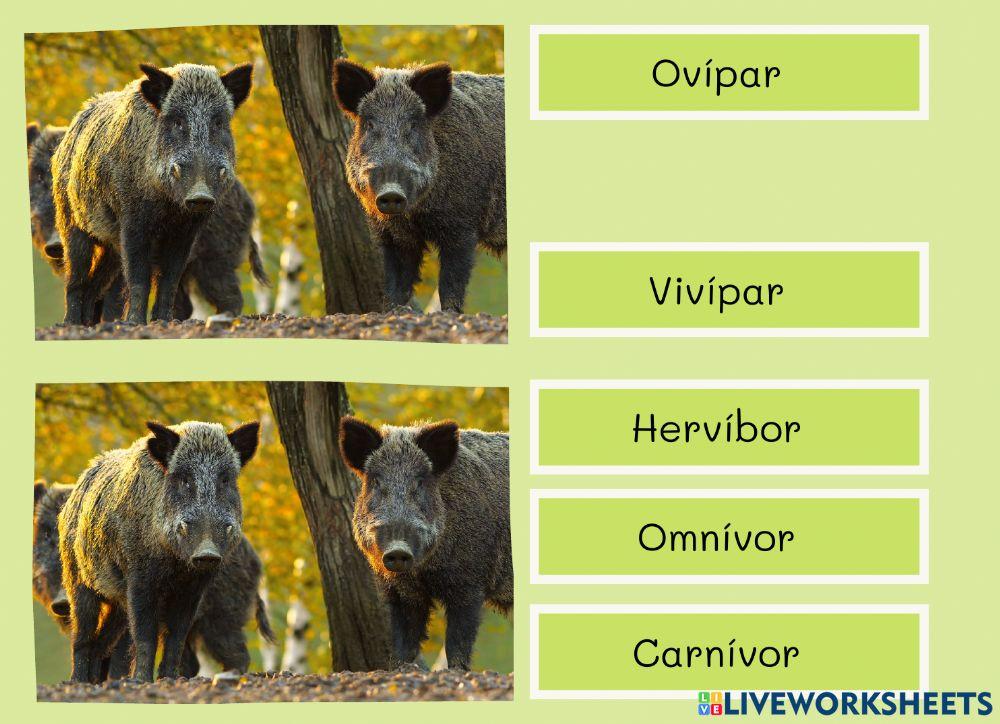 Classificació animal