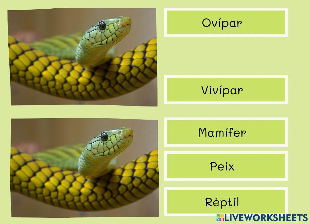 Classificació animal