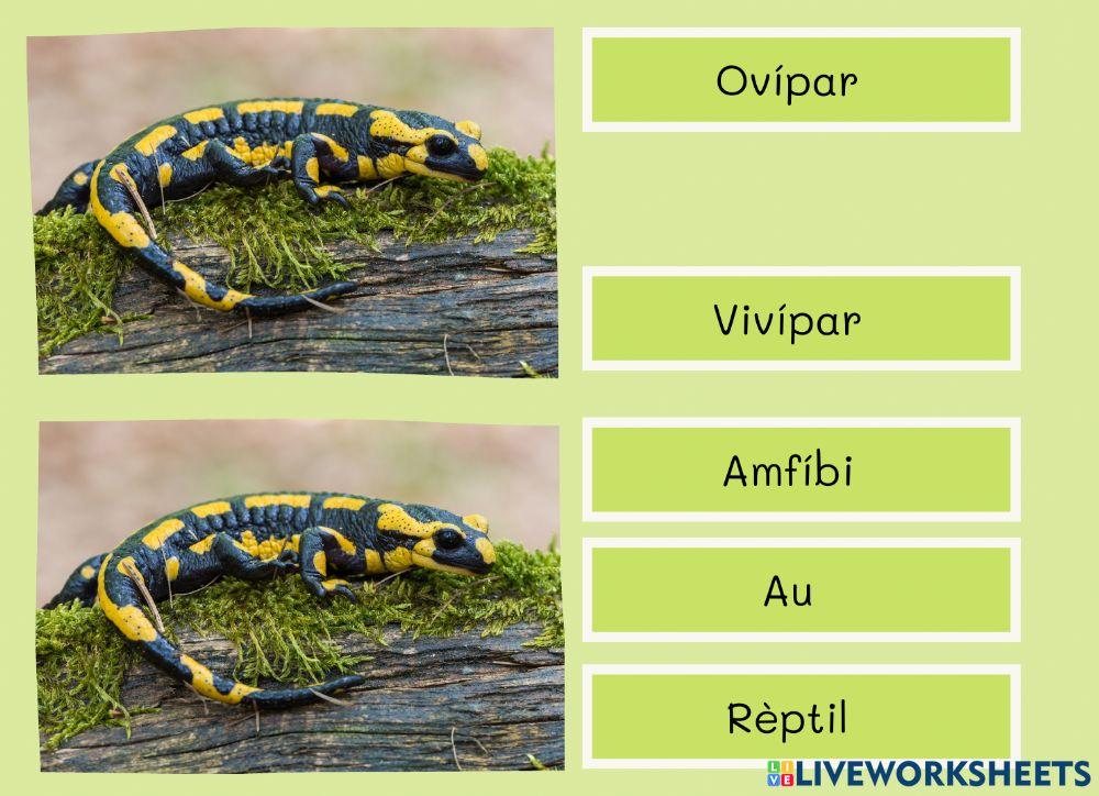 Classificació animal