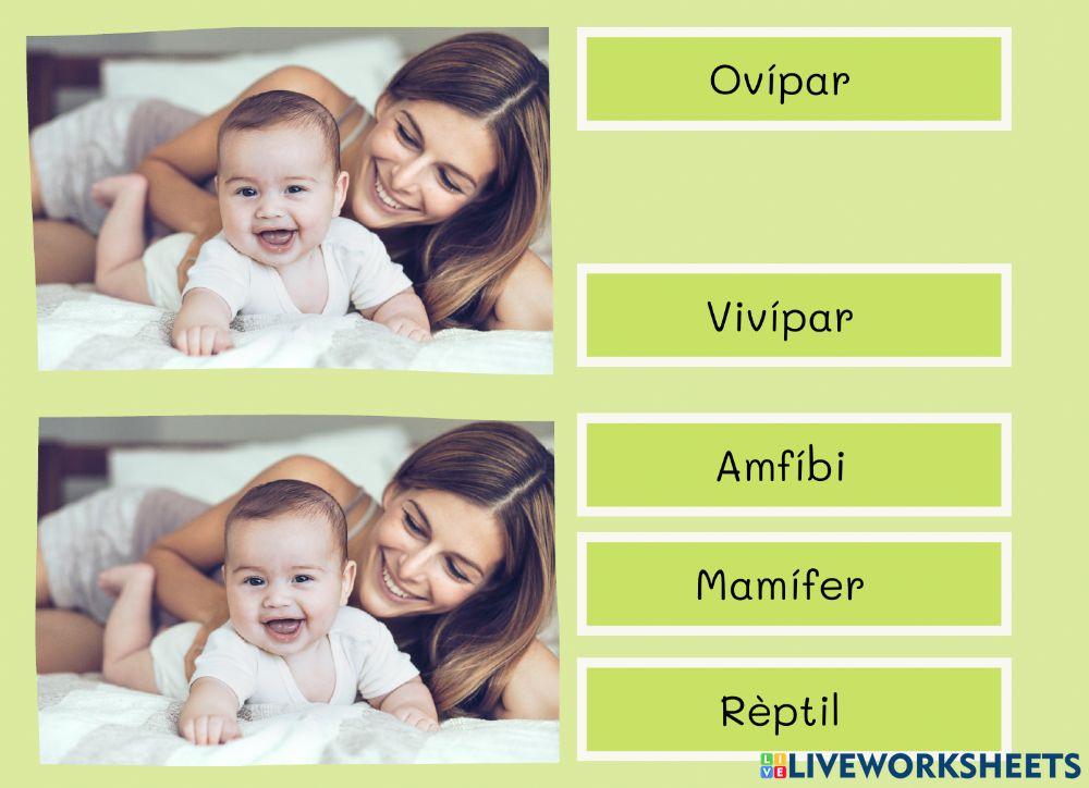 Classificació animal