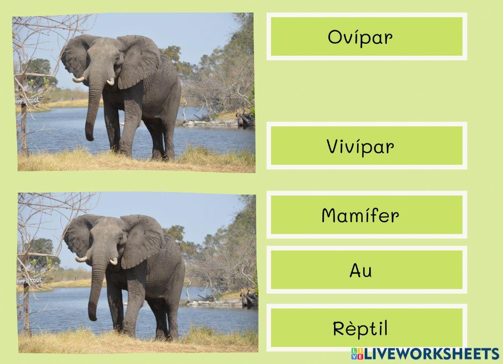 Classificació animal