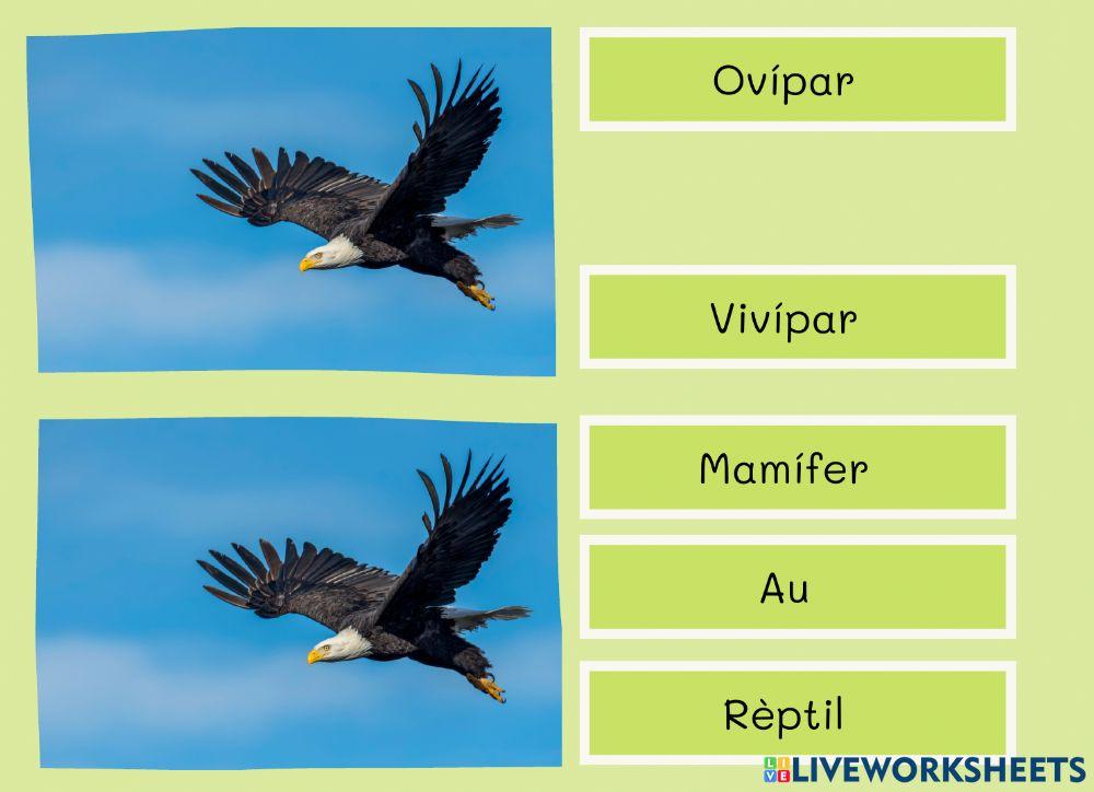 Classificació animal