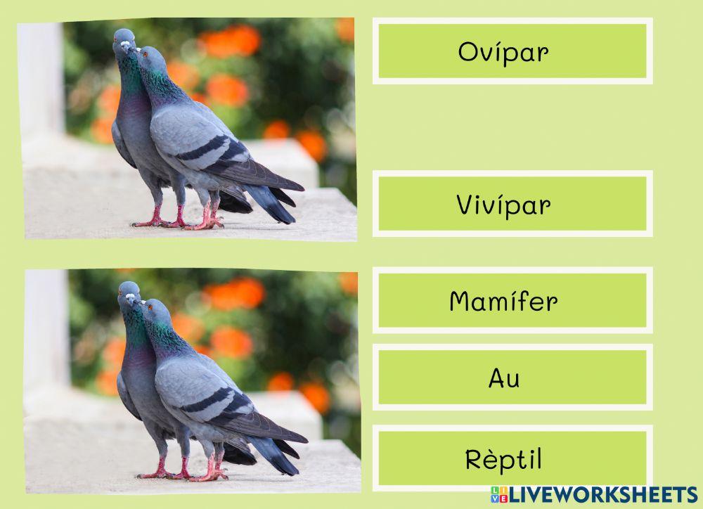 Classificació animal