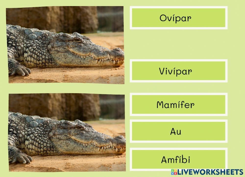 Classificació animal