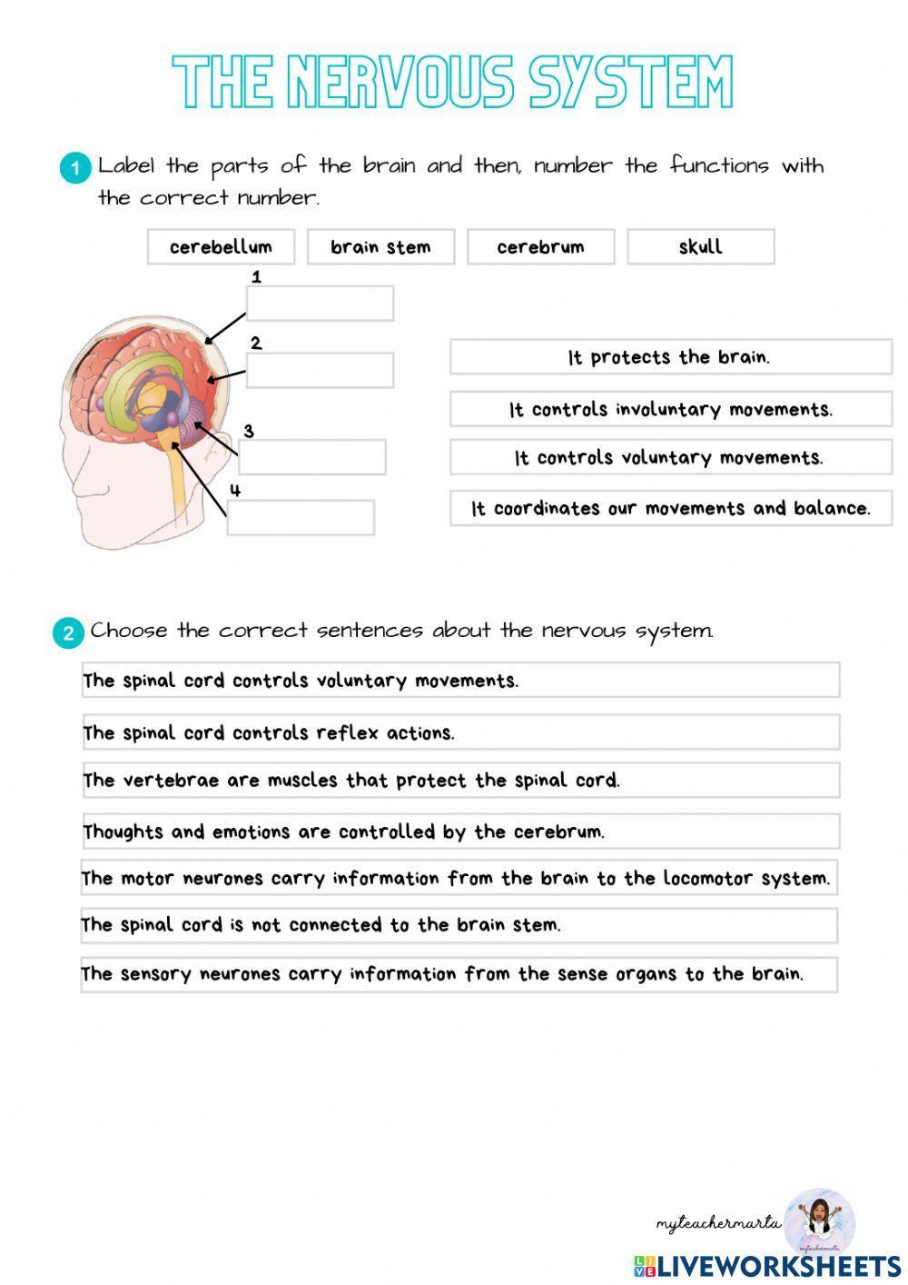 The nervous system The nervous system