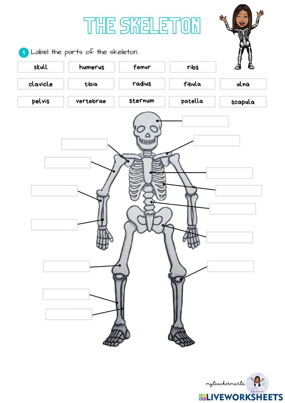 The skeleton The skeleton