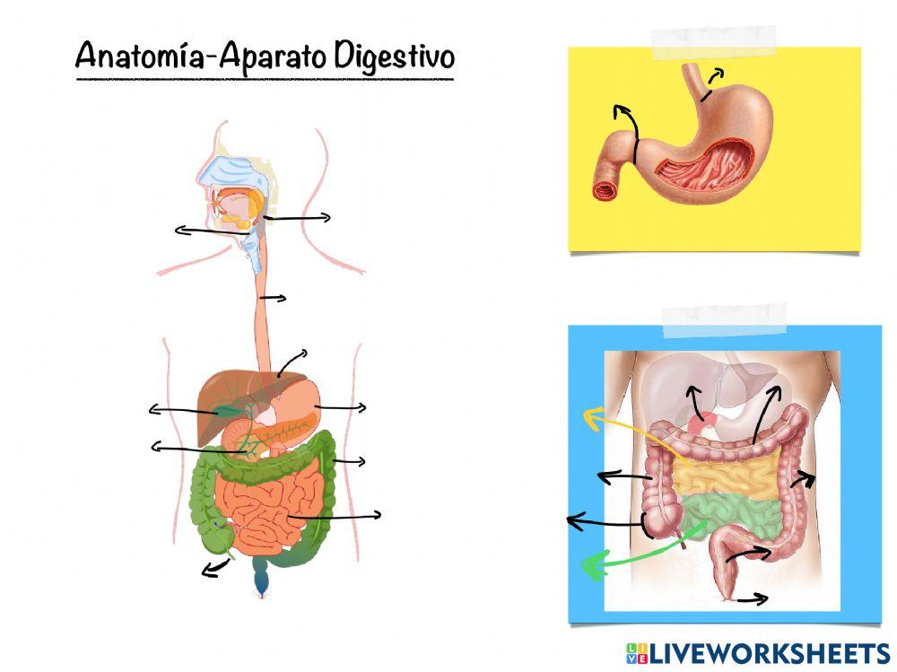 Anatomía Aparato digestivo
