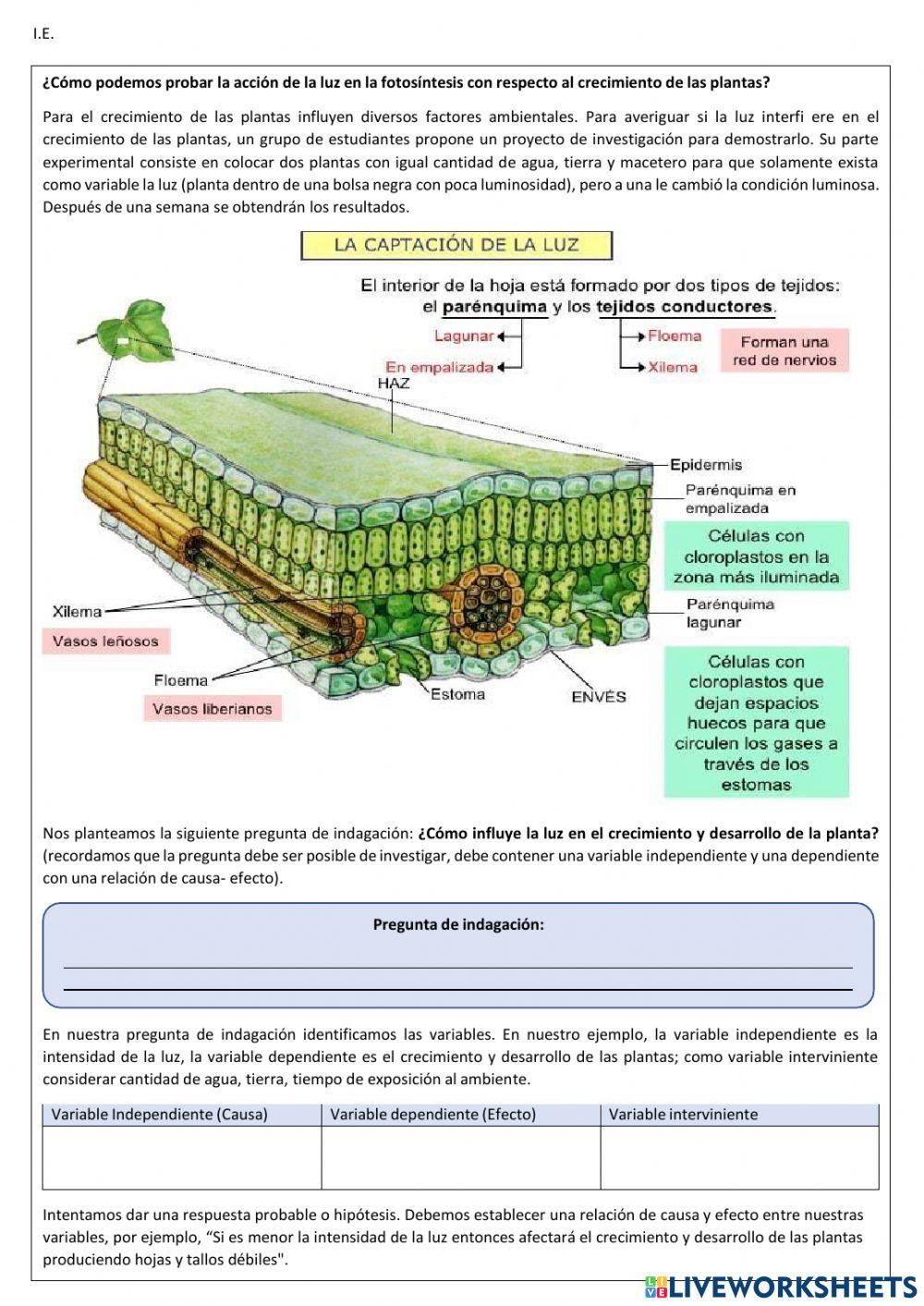 como influye l… | Free Interactive Worksheets | 3495084, image size:1000x1413