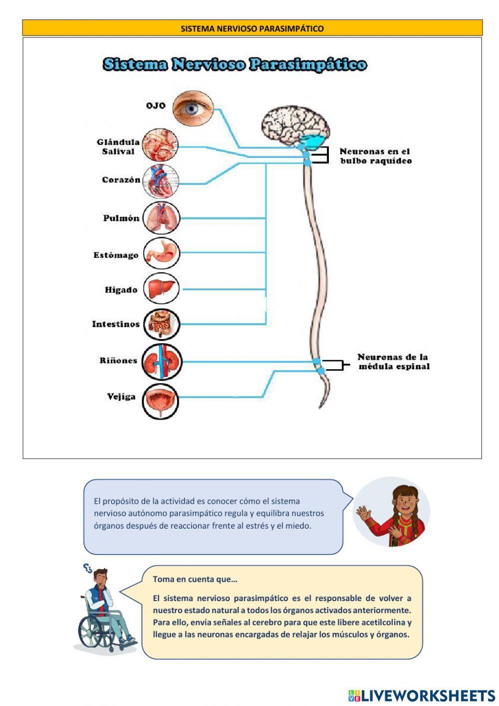 Explicamos como se regulan las funciones vitales despues de una respuesta ante el estrés y el miedo