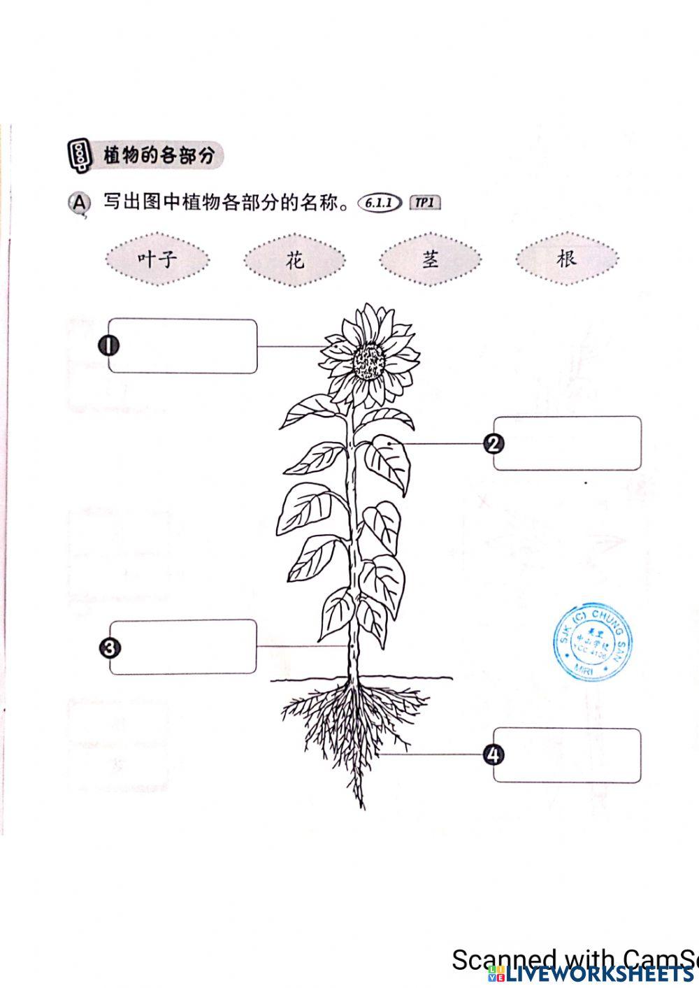 一年级科学:植物