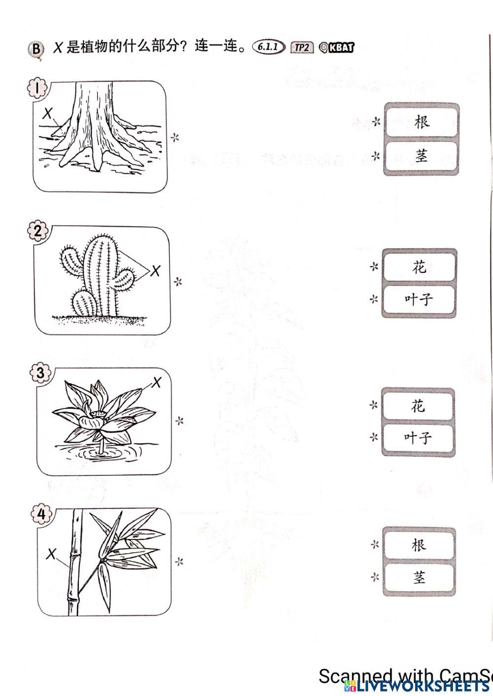 一年级科学:植物