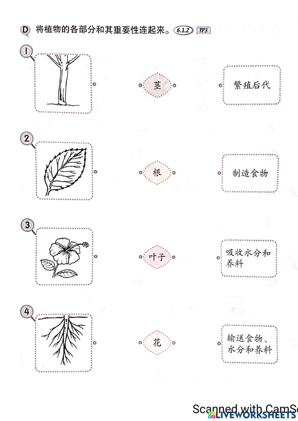 一年级科学:植物