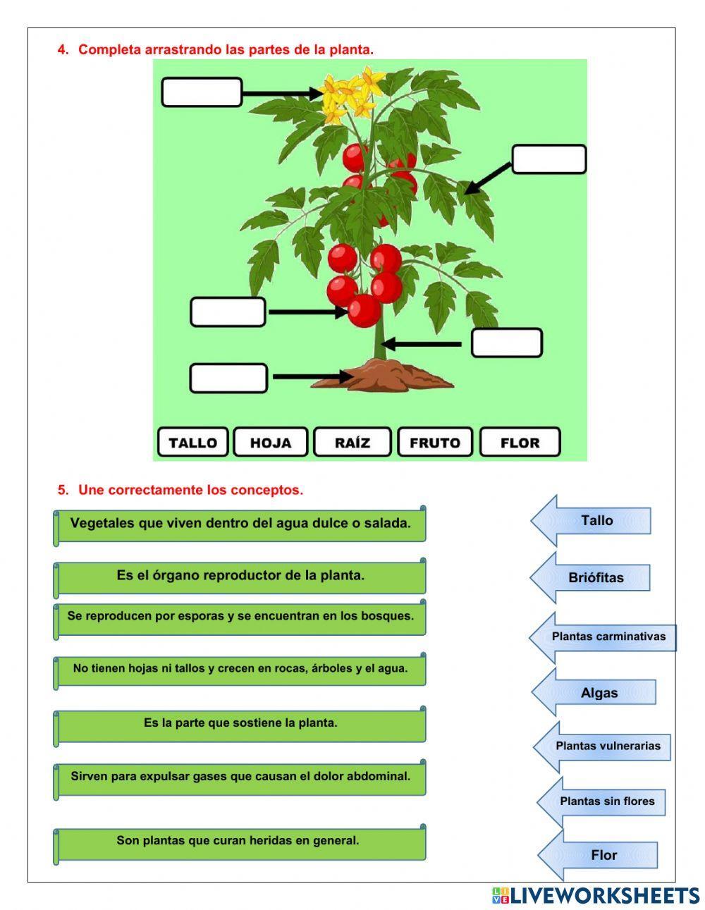 Evaluación de las plantas
