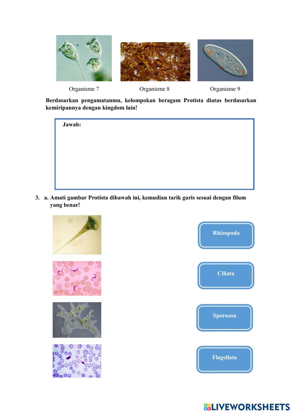 LKPD Materi Protista