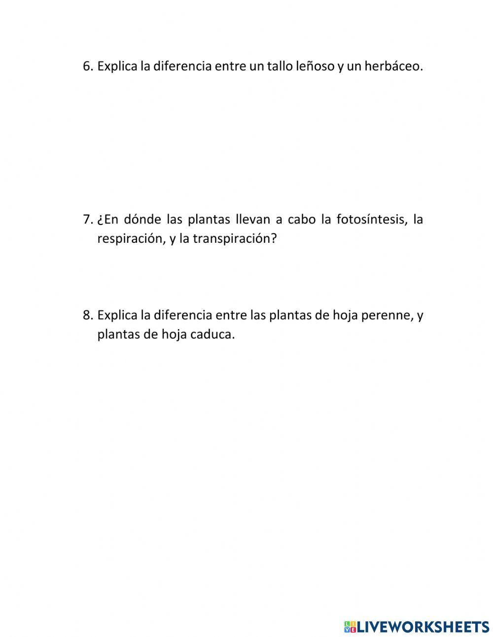 Plantas Espermatofitas