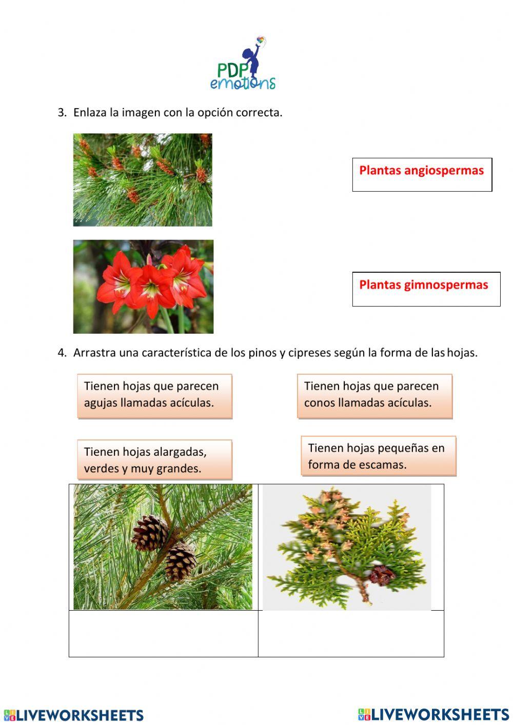 Plantas gimnospermas
