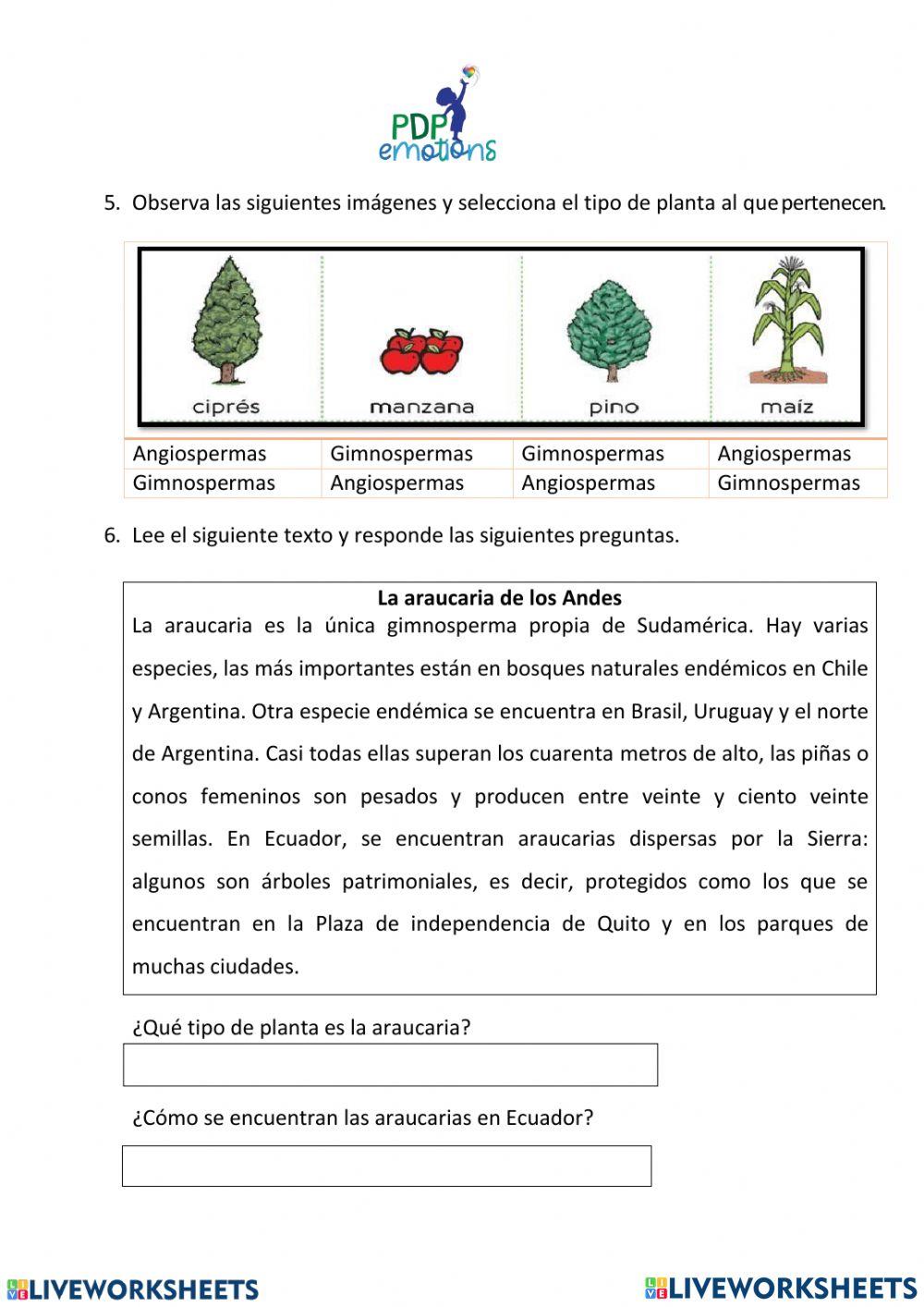 Plantas gimnospermas