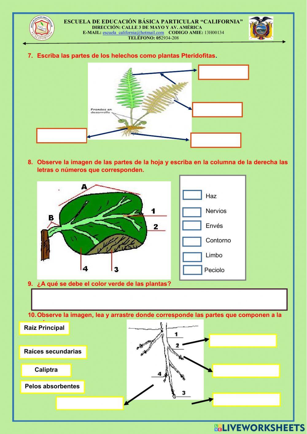 EVALUACION DE CCNN DE 7mO. 1ER. PARCIAL DEL 2DO. QUIMESTRE