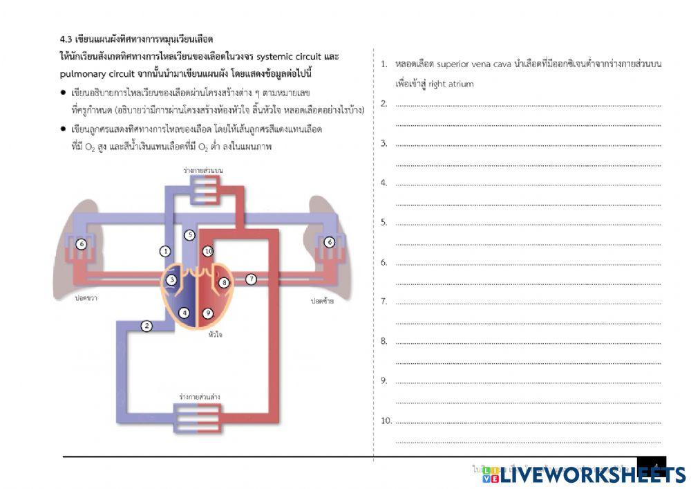 โครงสร้างและการทำงานของหัวใจ