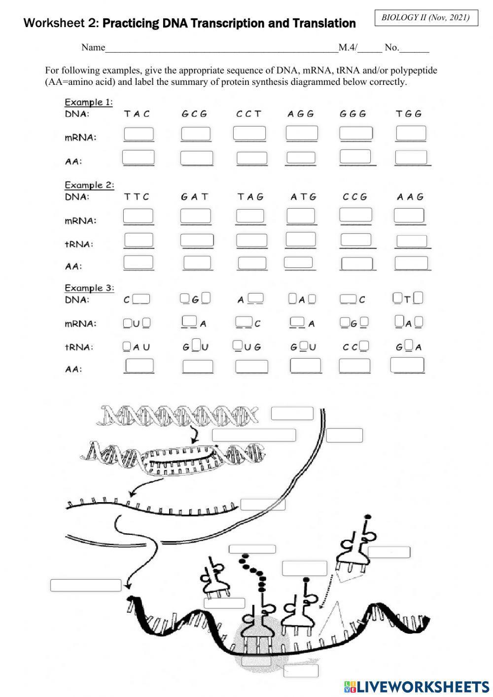 Transcription And Translation Worksheet Answer Key