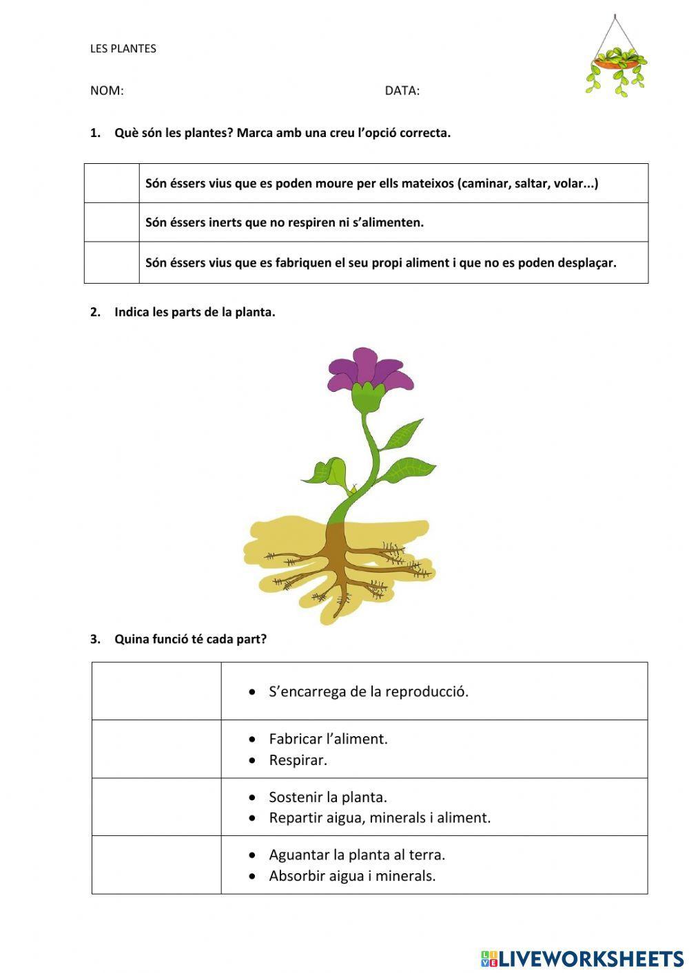 Examen plantes