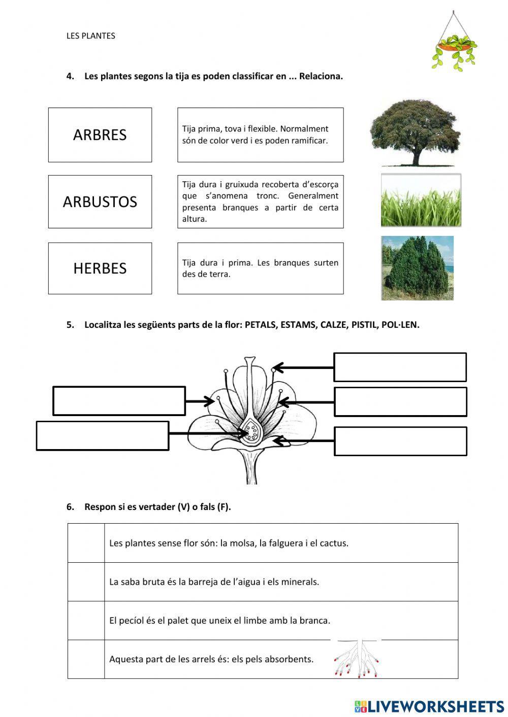 Examen plantes