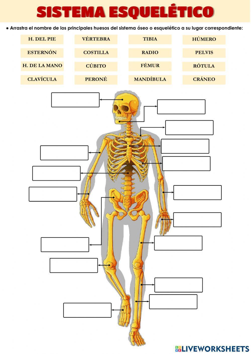 Sistema óseo o esquelético